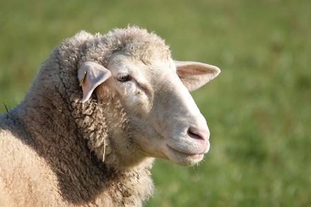 Afbeelding voor categorie Schapen & Geiten