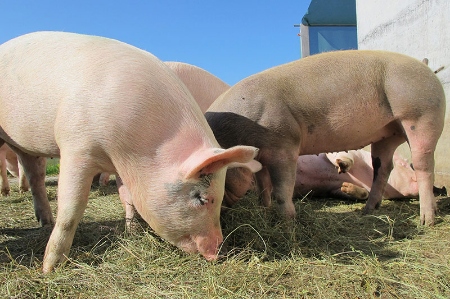Afbeelding voor categorie Varkens
