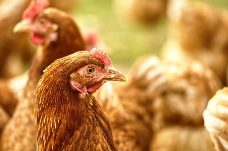 Afbeelding voor categorie Pluimvee
