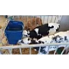 Afbeeldingen van Speenemmer deksel t.b.v. Calf Buddy-2 20L