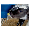Kalverspeen 1-Click Calf Buddy (zacht)
